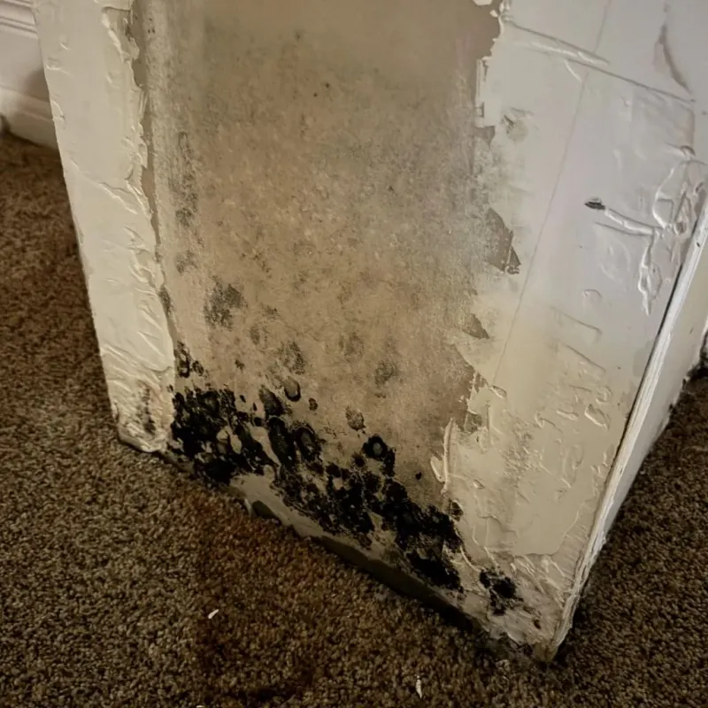 Professional Mold Removal in Lincoln County, NE